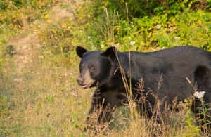 Image N°3 de 15 min. Tadoussac : Observation de l'ours noir avec un guide expert activité à Saguenay, publiée par le prestataire