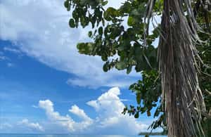 bild nr.3 av Cahuita: Guidad vandring genom Cahuita nationalpark aktivitet i Cahuita, uppladdad av arrangören