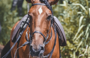slika št. 4 aktivnosti Ensenada: jahanje na plaži Playa Hermosa na destinaciji Ensenada, naložil dobavitelj