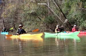 imagen n.º 3 de Houston: excursión en kayak por Luce Bayou actividad en Houston, subida por el proveedor