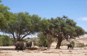 image n.3 of Elephant Adventure with Herson - a native of Damaraland activity in Kunene Region, uploaded by supplier