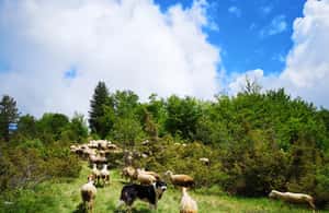 billede nr.4 af aktiviteten Galicica og Elsani: Makedonsk aften med Lale Tours i Den sydvestlige region, uploadet af udbyder