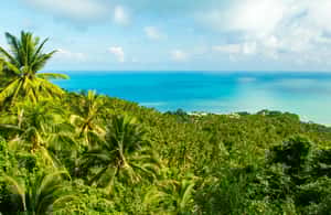billede nr.4 af aktiviteten Koh Samui: ATV-tur gennem jungle, bjerge og vandfald i Thailandbugten, uploadet af udbyder