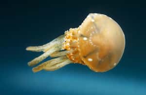 image n.3 of Snorkeling with Stingless Jelly Fish, Indonesia Banggai activity in Central Sulawesi, uploaded by supplier