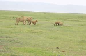 image n.4 of Four days Serengeti balloon activity in Arusha (Region), uploaded by supplier