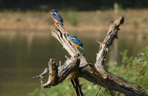 image n.3 of Yala Safari Tour from Hambantota Port area (Shore Excursion) activity in Hambantota, uploaded by supplier