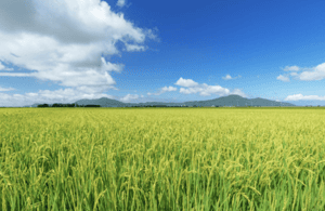 image n.4 of Niigata Private Custom Tour with Local Guide activity in Chubu Region, uploaded by supplier