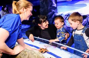 image n.3 of London: SEA LIFE Entry Ticket activity in London, uploaded by supplier