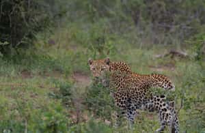 image n.3 of Durban:3 Day Hluhluwe-Imfolozi Park, St Lucia, iSimangaliso activity in Hlabisa, uploaded by supplier