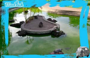 image n.3 of Madeira: Botanical Gardens + Old Town Tuk-Tuk Tour by MadTuk activity in Funchal, uploaded by supplier