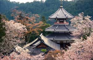image n.3 of Fukuoka: Beppu Hells HotSpring, Frog Temple & Yufuin DayTrip activity in Beppu, uploaded by supplier