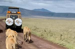 image n.3 of Tanzania: 7-Day Luxury Safari Tour with Hot Air Balloon Ride activity in Arusha (Region), uploaded by supplier