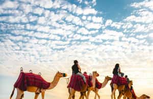 image n.4 of Doha: Desert Safari with 4WD Quad Bike and Camel Ride activity in Qatar, uploaded by supplier