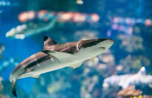 image n.3 of Barcelona: Hop-On Hop-Off Bus & Aquarium Tour activity in Barcelona, uploaded by supplier