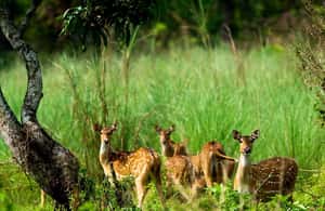 image n.4 of Kathmandu/Pokhara: 3 Day Chitwan Jungle Safari Tour activity in Pashchimanchal, Western Region, uploaded by supplier