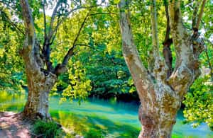 imagem n.4 de De Avignon: Excursão de 1 dia à Provença atividade em Nimes, carregada pelo fornecedor