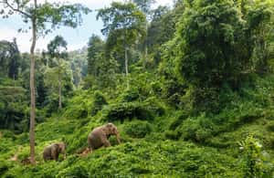 image n.4 of Chiang Mai: Doi Inthanon Park and Pha Dok Siew Trail Trek activity in Chiang Mai, uploaded by supplier