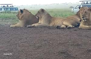 image n.3 of DAY TRIP AMBOSELI NATIONAL PARK FROM NAIROBI BUDGET SAFARI. activity in Central Kenya, uploaded by supplier