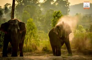 image n.4 of Pattaya: Elephant Jungle Sanctuary Half-Day Tour with Meal activity in Pattaya, uploaded by supplier