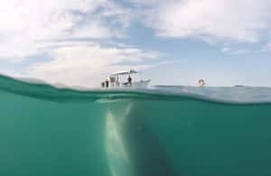 image n.4 of From La Paz: Whale Sharks, Sea Lions & Balandra Beach Combo activity in Baja California Sur, uploaded by supplier