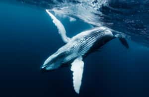 image n.4 of Tahiti island: Whale watching Experience activity in Puna'auia, uploaded by supplier