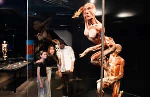 image n.3 of Body Worlds Amsterdam: The Happiness Project Ticket activity in Amsterdam, uploaded by supplier