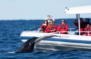 image n.3 of Byron Bay: Whale Watching Cruise with a Marine Biologist activity in New South Wales, uploaded by supplier