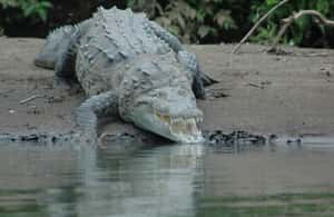 Immagine nº 3 di Costa Rica: Crociera privata, safari nella fauna selvatica e ranch culturale attività a Guanacaste, caricata dal fornitore
