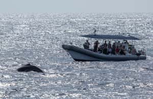 image n.4 of Big Island: Kona Super Raft Whale Watch activity in Kailua-Kona, uploaded by supplier