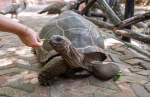 3. attēls no ZANZIBĀRA: Džozani mežs, tauriņu centrs un bruņurupuču parks aktivitātes Ungujas dienvidu reģions, augšupielādējis partneris