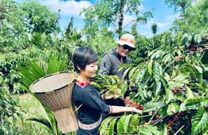 slika št. 3 aktivnosti Buon Ma Thuot: pristna izkušnja na farmi kave s kosilom na destinaciji Buon Ma Thuot, naložil dobavitelj