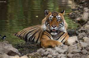 imagem n.3 de De Délhi: 6 dias de carro em Délhi, Jaipur, Agra e Ranthambore atividade em Nova Delhi, carregada pelo fornecedor