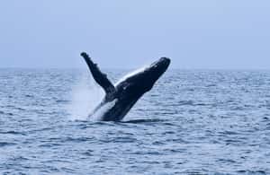image n.3 of Trincomalee: 3-Day Luxury Escape with Whale Watching activity in Trincomalee, uploaded by supplier