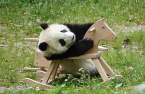 Bild Nr. 4 von Chengdu: Giant Panda Breeding Research Base Ticket Aktivität in Chengdu, hochgeladen vom Anbieter