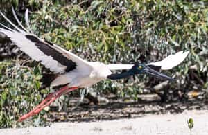 image n.3 of BROOME: SCENIC & PREHISTORIC CRUISE- Wine & Gourmet Platters activity in Western Australia, uploaded by supplier
