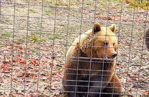 image n.3 of Legends&Wildlife Awaits: Dracula's Castle & Bear Sanctuary activity in Brasov, uploaded by supplier