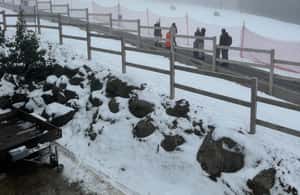 pilt nr 3/Melbourne: Lake Mountain Snow & Redwood Forest Tours tegevusest Narbethong, üles laadinud tarnija