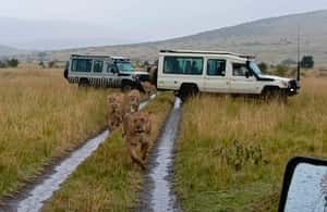 image n.3 of From Nairobi :3 days 2 nights Masai Mara Group 4WD Safari activity in Central Kenya, uploaded by supplier