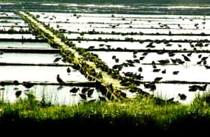 image n.3 of From Porto to Aveiro: Cruise, Aves, Salinas, Costa Nova, and Vista Alegre activity in Aveiro, uploaded by supplier