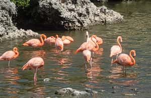 kuva n.4/Bonaire: Yksityinen Washington Slagbaai -puistokierros, lounas sisältyy hintaan aktiviteetista Bonaire, jonka toimittaja on ladannut