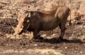 image n.4 of Overnight safari to Tsavo East from Mombasa / Diani Beach activity in Coast Province, uploaded by supplier