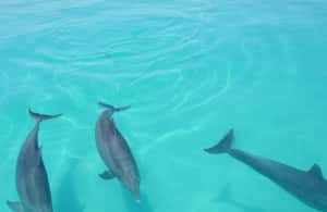 imagen n.º 3 de Observación de delfines + Vela al atardecer actividad en Cayo Hueso, subida por el proveedor