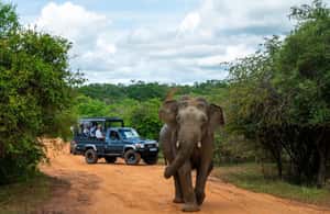 image n.3 of Sri Lanka: 10-Day Private Tour with 4*, Half-Board Hotels activity in Dambulla, uploaded by supplier