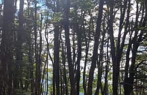 image n.4 of Lago Puelo: Andinean Day Hike activity in Chubut Province, uploaded by supplier