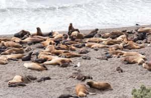 image n.3 of Cruise Shore Exc. Ea San Lorenzo (Penguins) Lunch Included activity in Argentina, uploaded by supplier