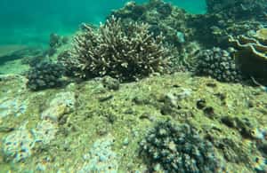 pilt nr 3/Snorkelingureis Angel Rocki tegevusest Põhja-Keskprovints, üles laadinud tarnija