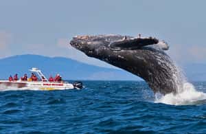image n.4 of Sri Lanka: 10-Day Private Tour with 4*, Half-Board Hotels activity in Dambulla, uploaded by supplier