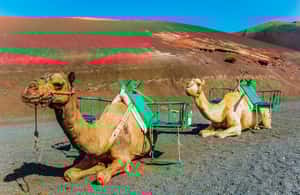 afbeelding n.3 van Arrecife: Timanfaya en Green Lagoon voor cruisepassagiers activiteit in Yaiza, Lanzarote, geüpload door aanbieder