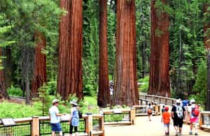 3. attēls no Josemita: visas dienas ekskursija ar pusdienām un sagaidīšanu viesnīcā aktivitātes Kalifornija, augšupielādējis partneris