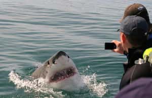 image n.3 of 2-Day Garden Route Bungee Jump, Zipline & Shark Diving Tour activity in Eastern Cape, uploaded by supplier